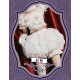 Classical Puppets A-Line Violent Petticoat Pumpkin Pants(Leftovers Stock&Pre-Order/4 Colours)